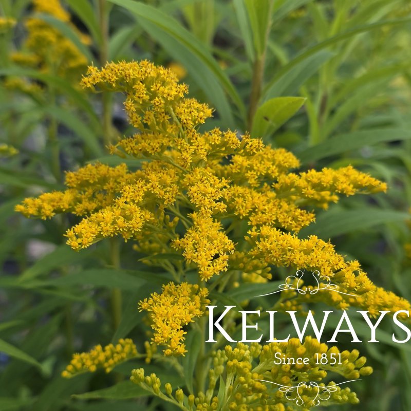 Solidago 'Cloth of Gold'