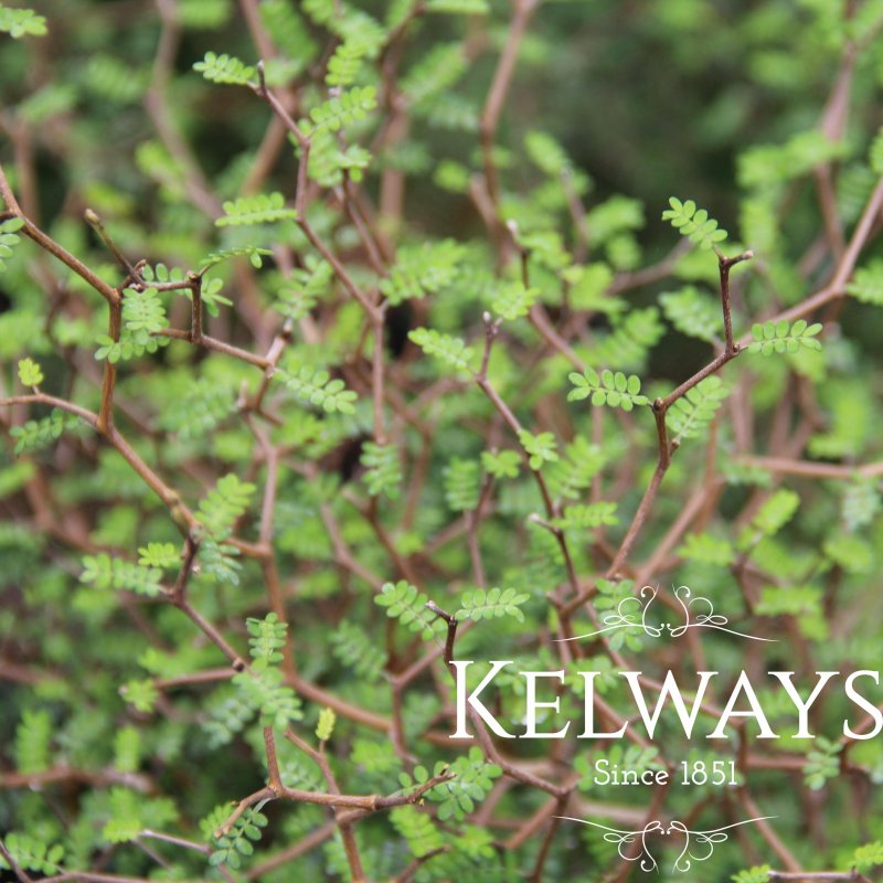 Sophora 'Little Baby'