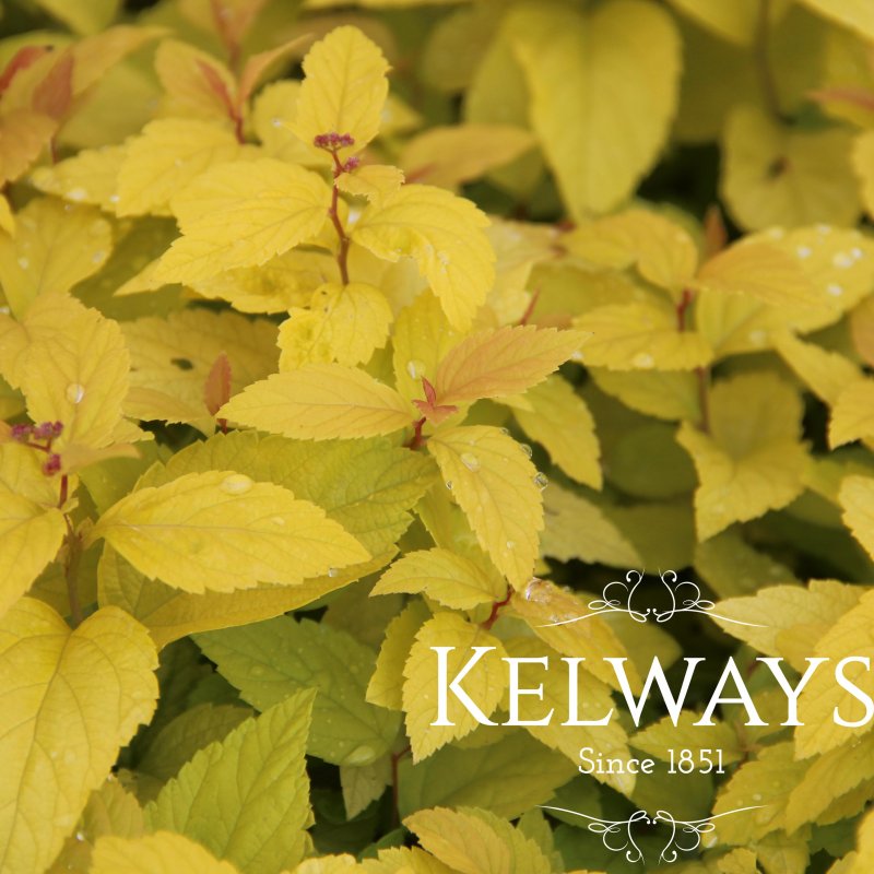 Spiraea japonica 'Candlelight'