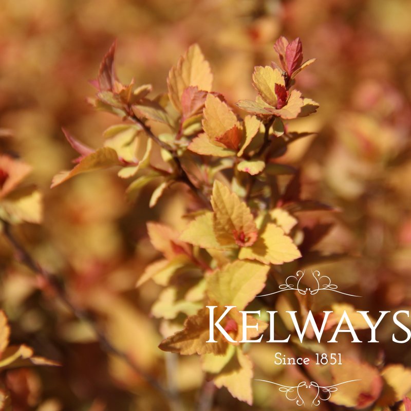 Spiraea japonica 'Firelight'