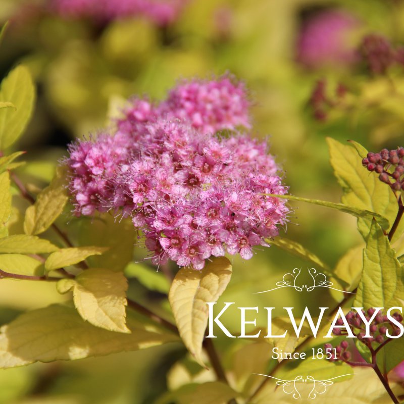 Spiraea japonica 'Gold Mound'