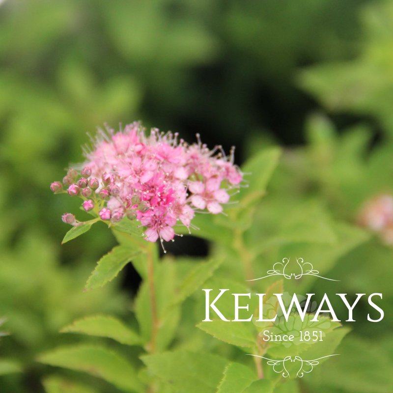 Spiraea japonica 'Little Princess'