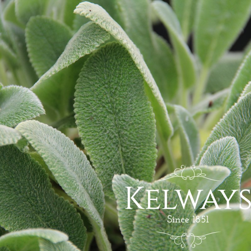 Stachys byzantina 'Silver Carpet'