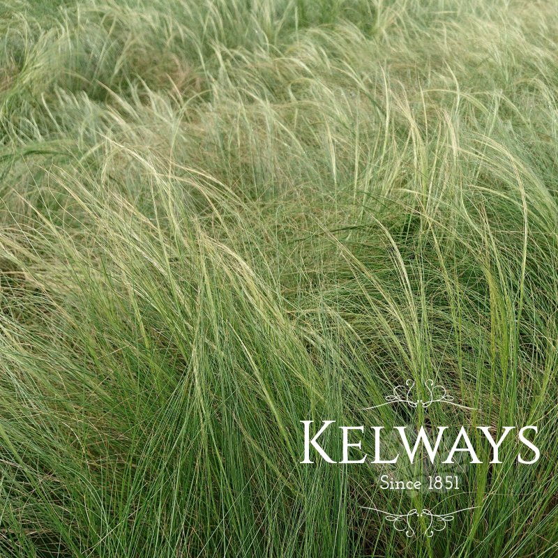 Stipa tenuissima (9cm pot)