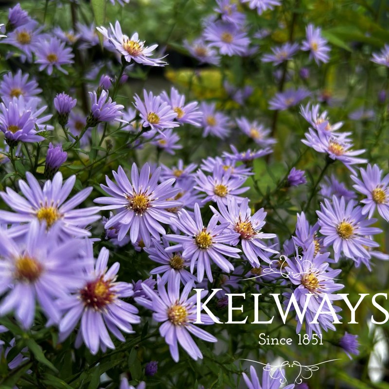 Symphyotrichum 'Little Carlow' (cordyfolium hybrid)