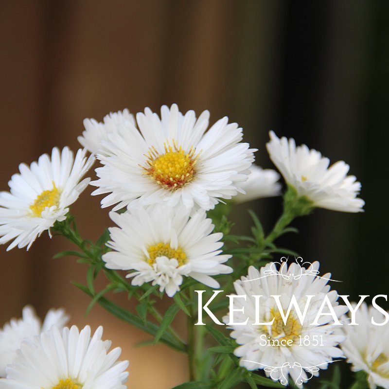 Symphyotrichum novi-belgii 'Snowsprite'