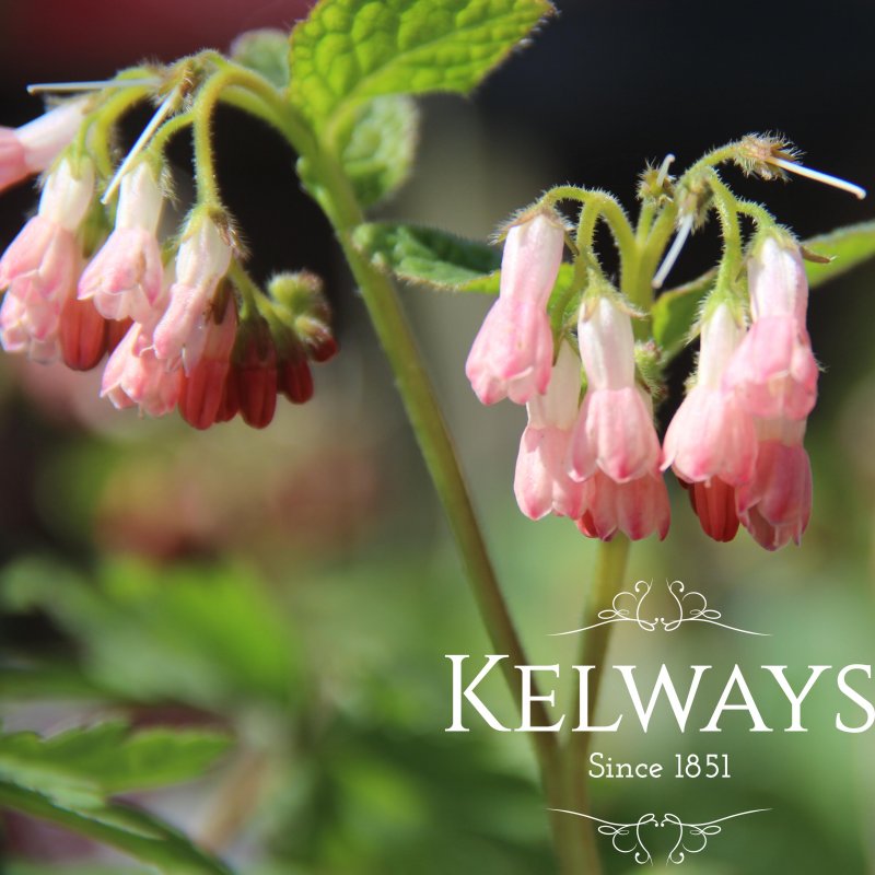 Symphytum 'Hidcote Pink'