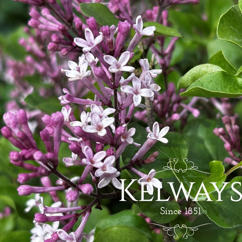Syringa meyeri 'Palibin'