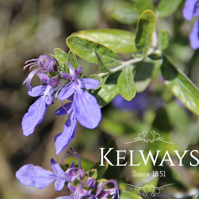 Teucrium fruticans