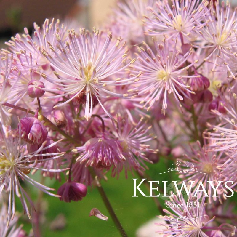 Thalictrum aquilegiifolium