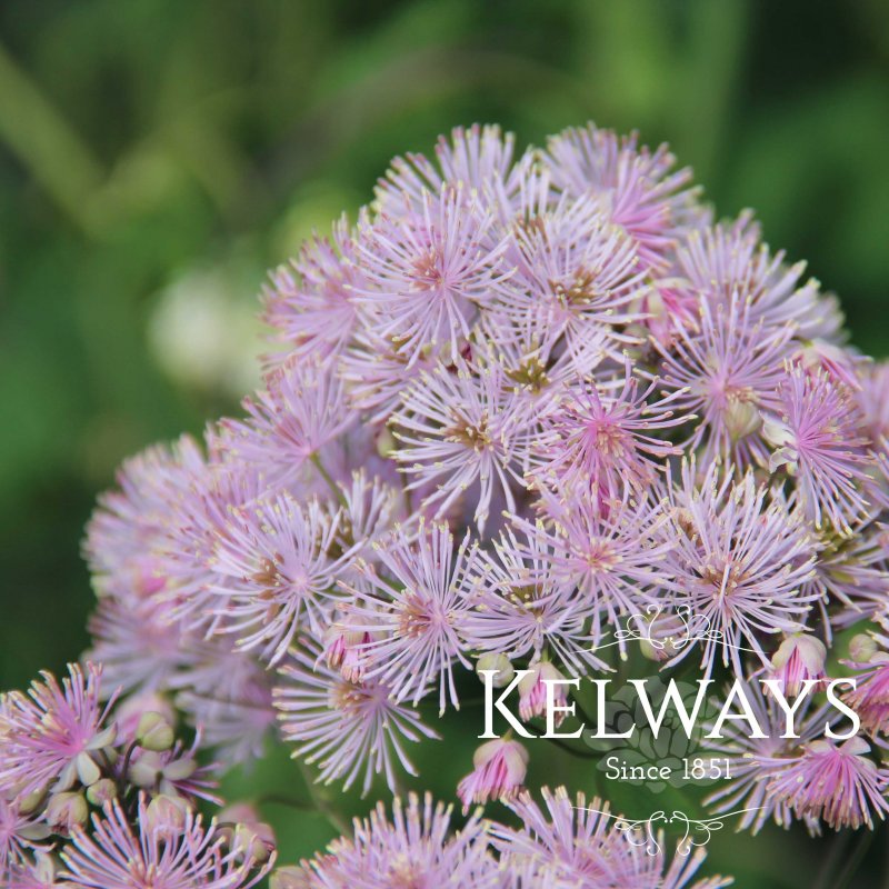 Thalictrum Thundercloud