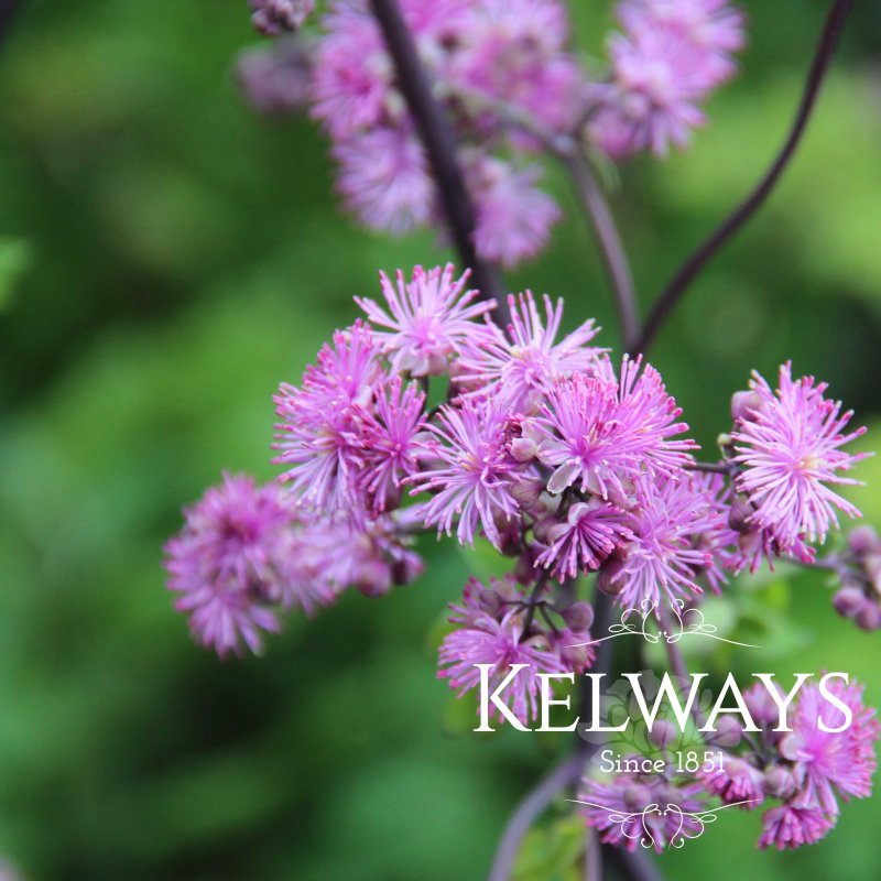 Thalictrum 'Black Stockings'