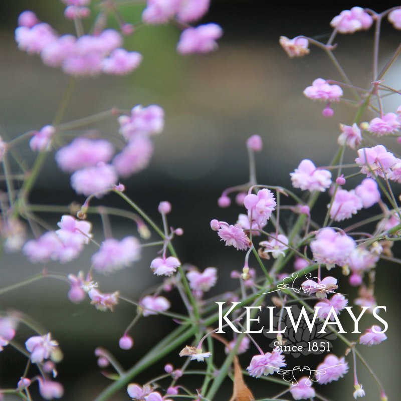 Thalictrum delavayi 'Hewitt's Double'