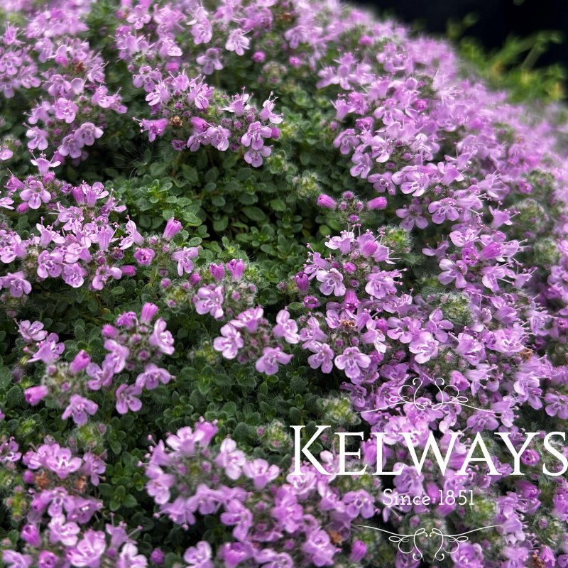 Thymus 'Bressingham'