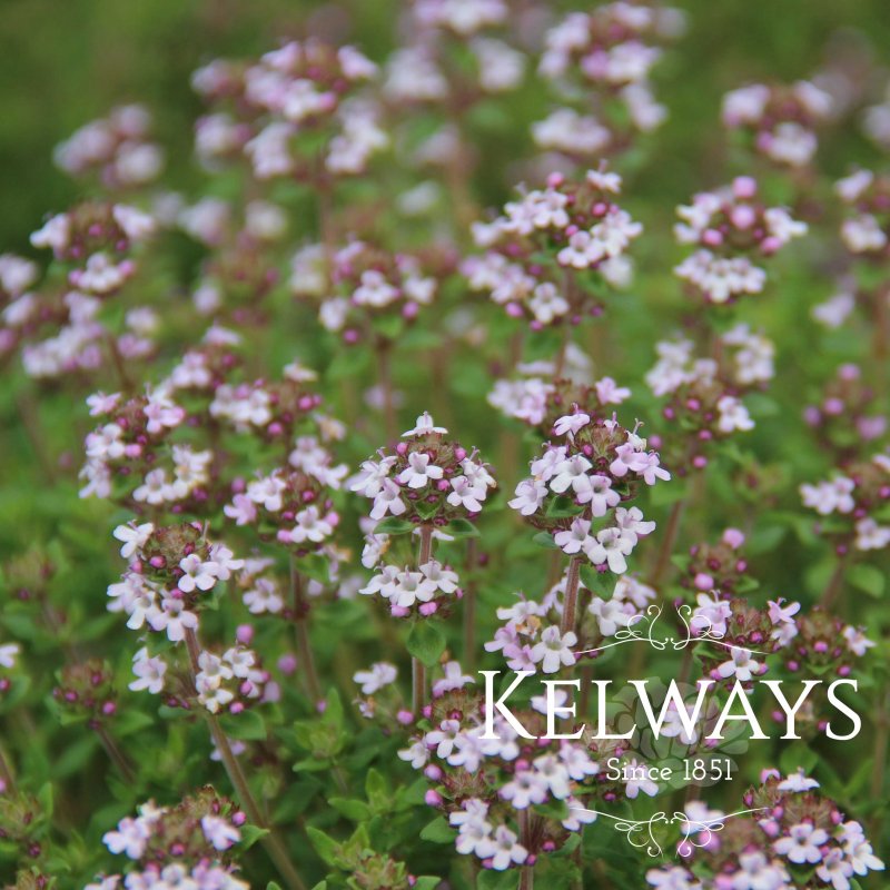 Thymus vulgaris