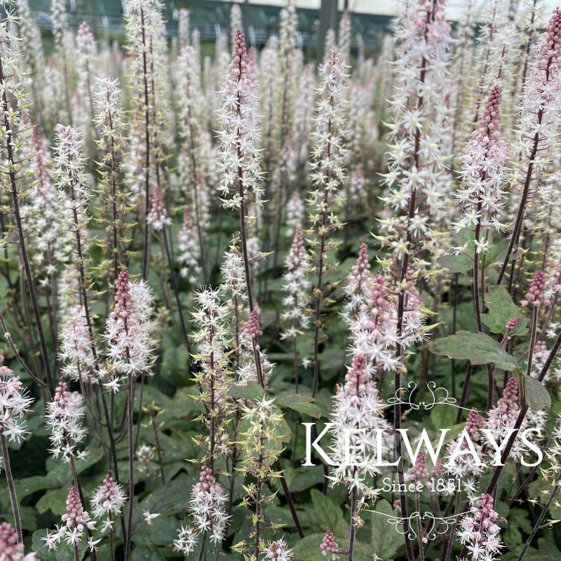 Tiarella 'Pink Skyrocket'