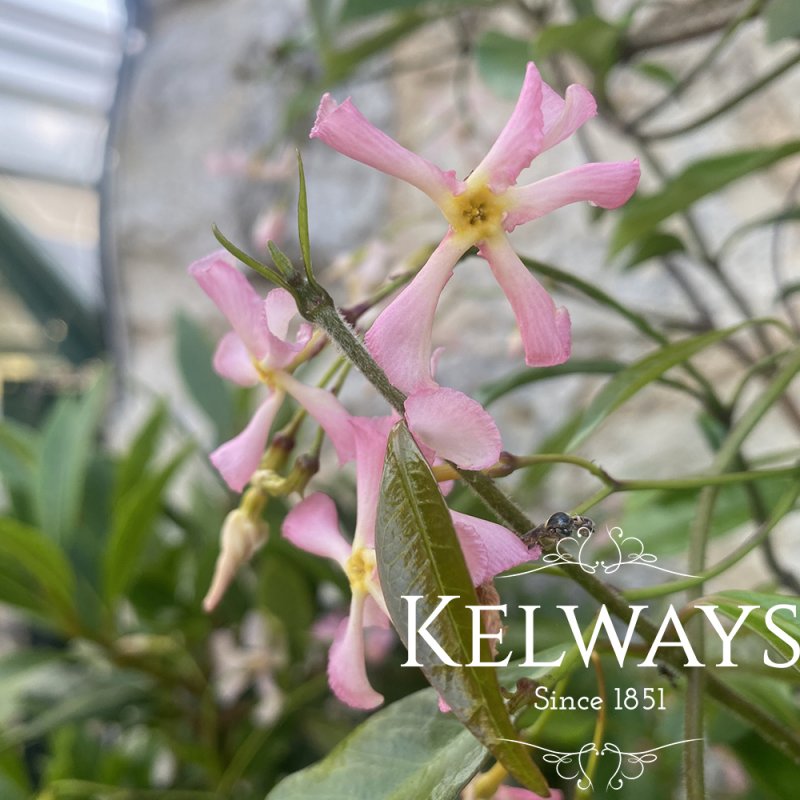 Trachelospermum asiaticum 'Pink Showers'