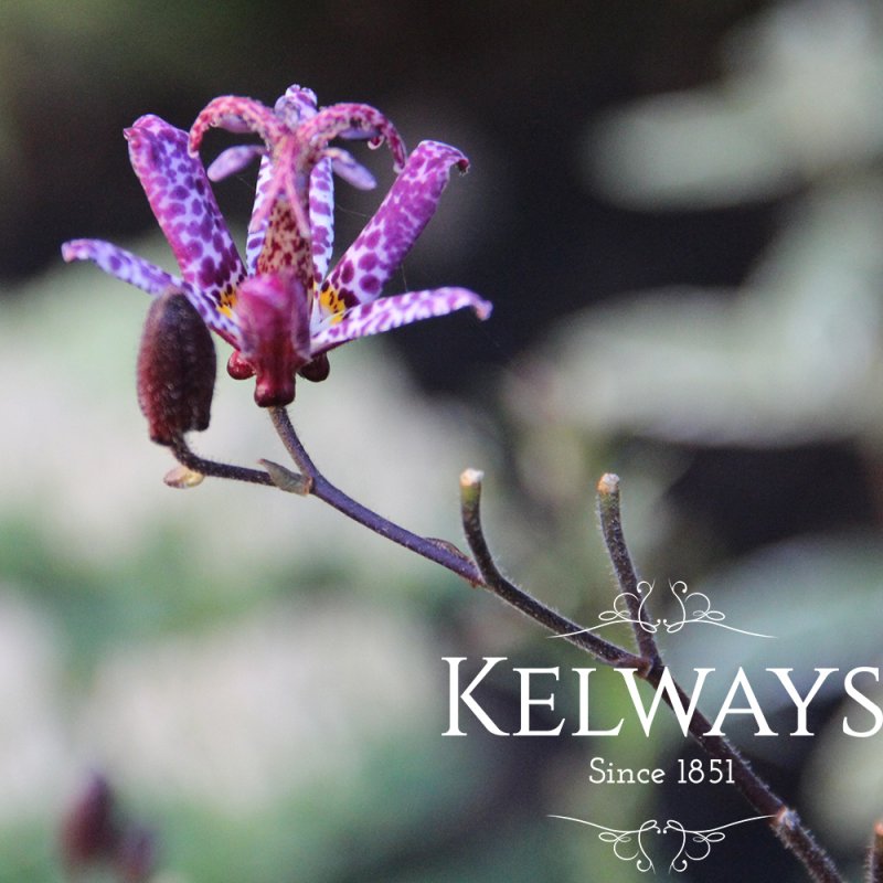 Tricyrtis formosana 'Purple Beauty'