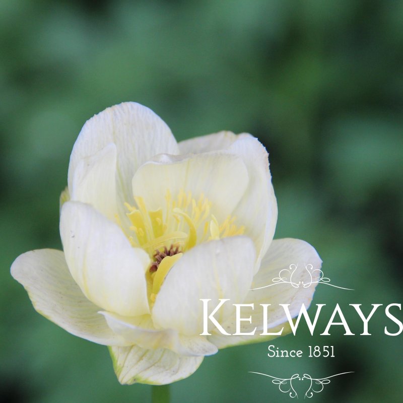 Trollius x cultorum 'Cheddar'
