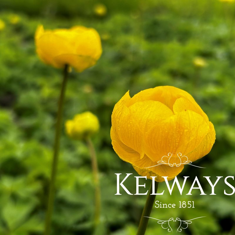 Trollius x cultorum 'Lemon Queen'