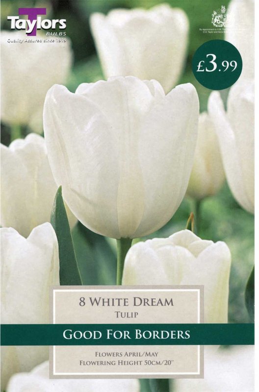 Tulipa 'White Dream'