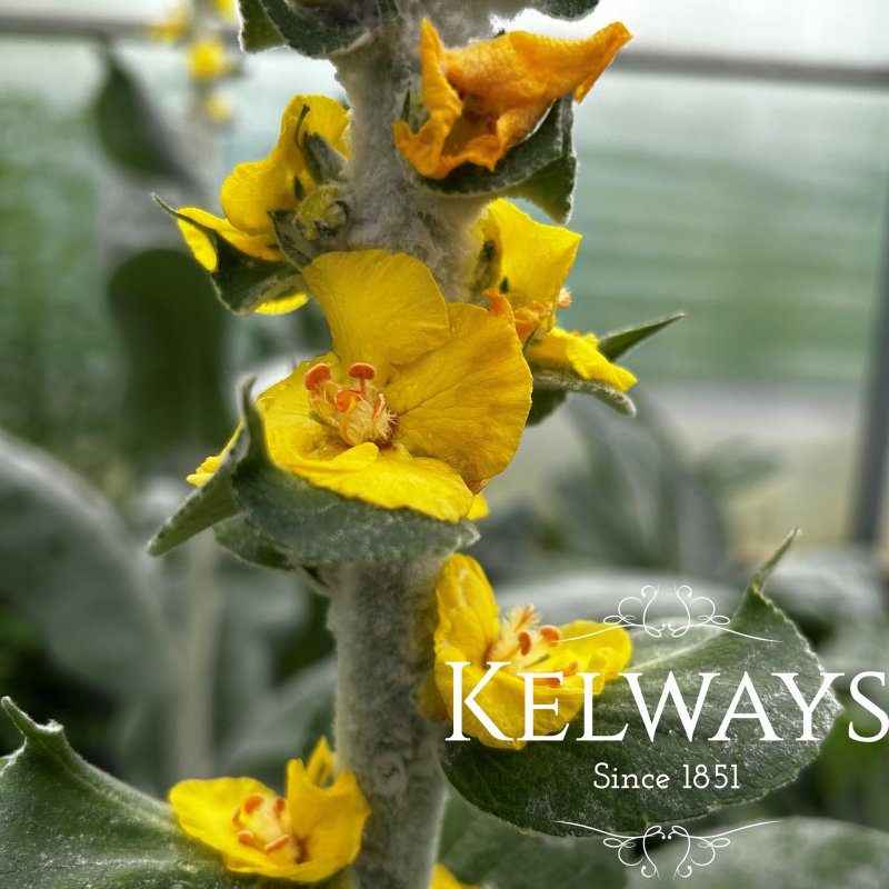 Verbascum bombyciferum