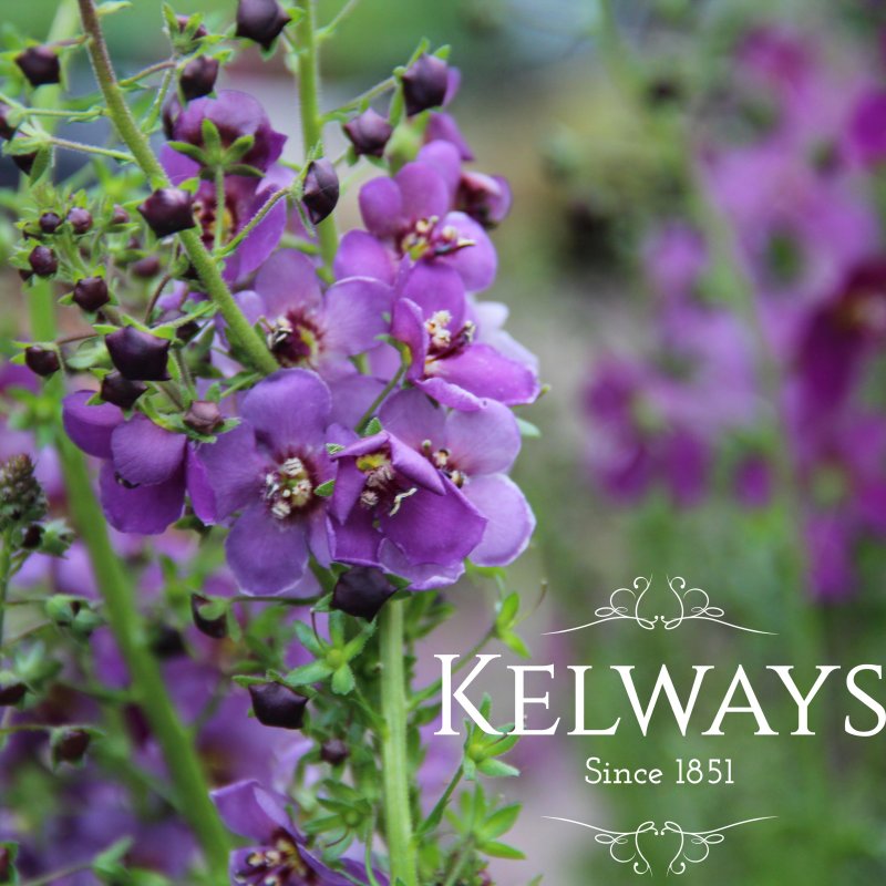 Verbascum phoeniceum