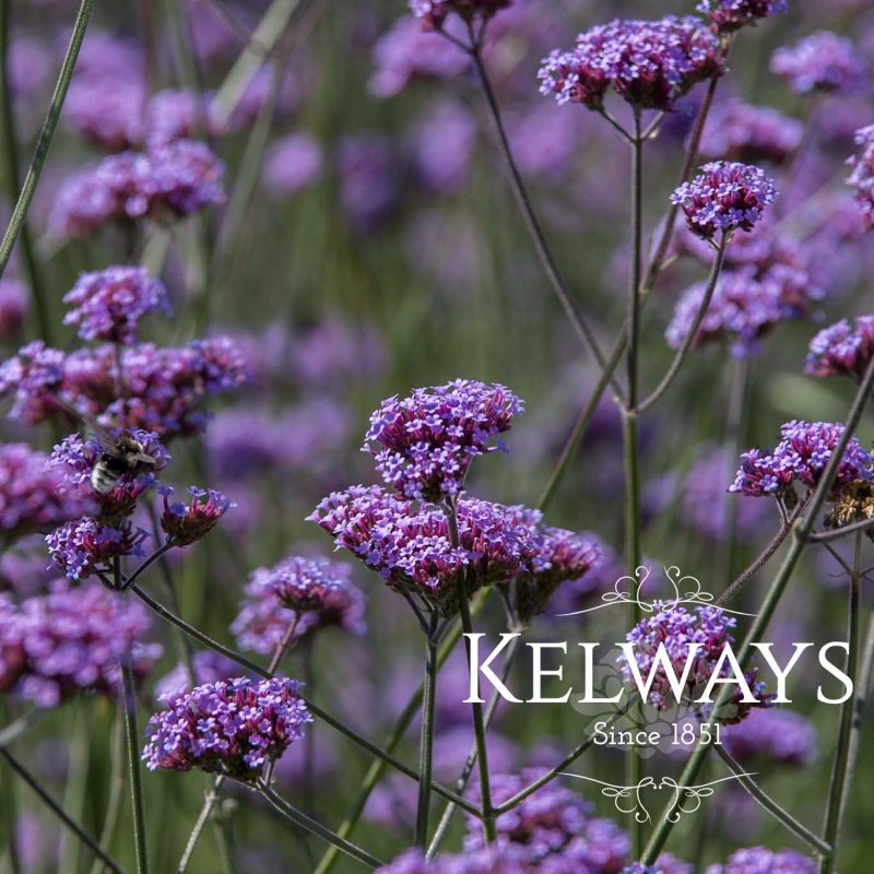 Verbena bonariensis