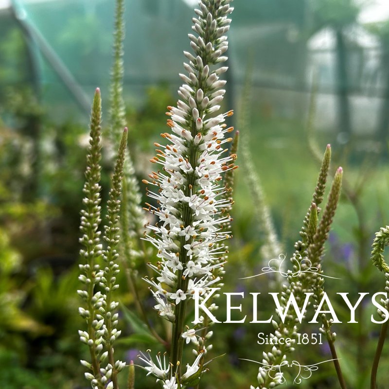 Veronicastrum virginicum 'Diane'