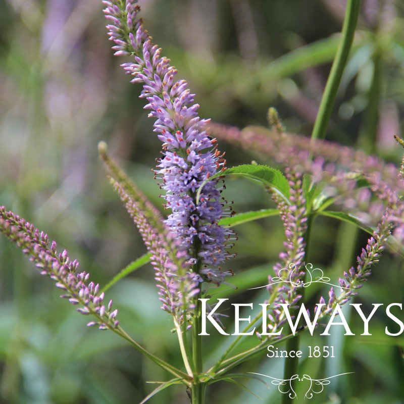 Veronicastrum virginicum 'Lavendelturm'
