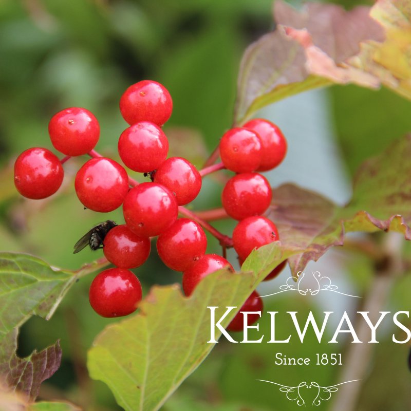 Viburnum opulus 'Compactum'