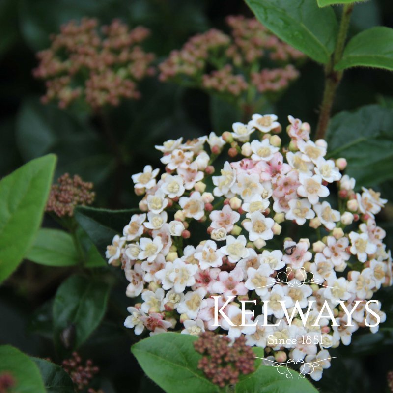 Viburnum tinus 'Eve Price'