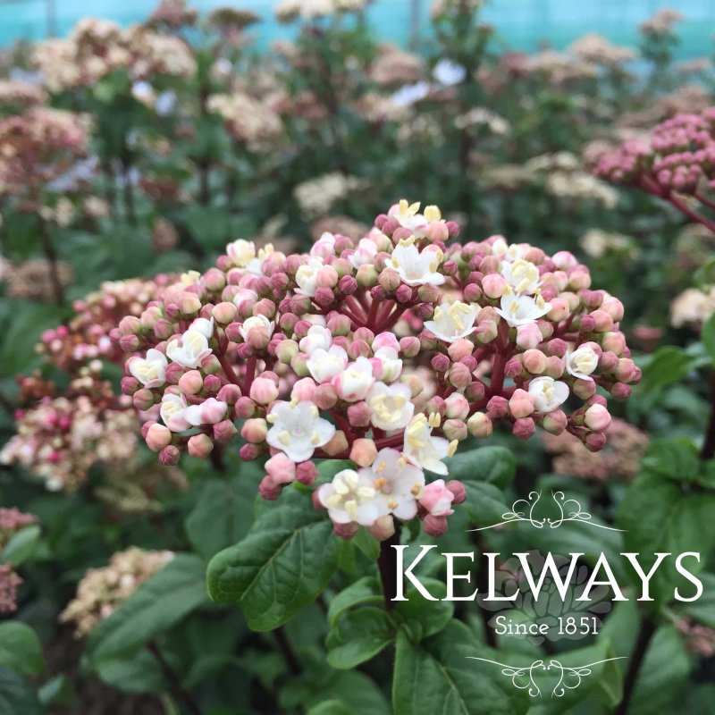 Viburnum tinus 'Ladybird'