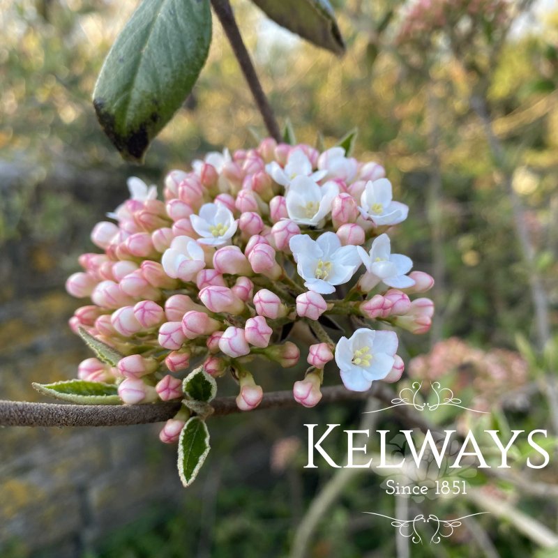 Viburnum burkwoodii