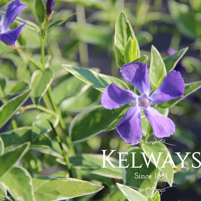 Vinca major 'Variegata'