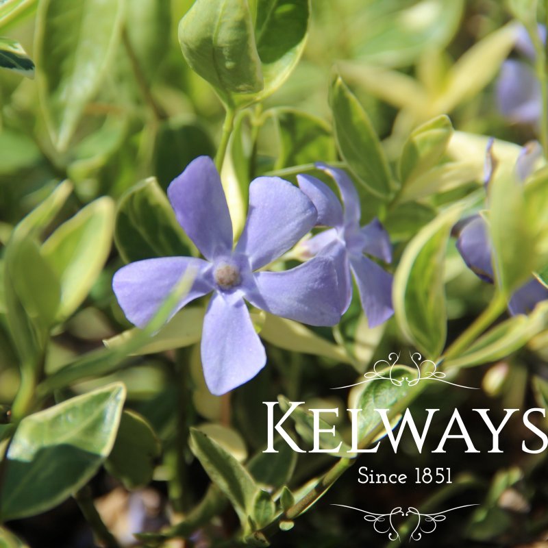 Vinca minor 'Argenteovariegata'