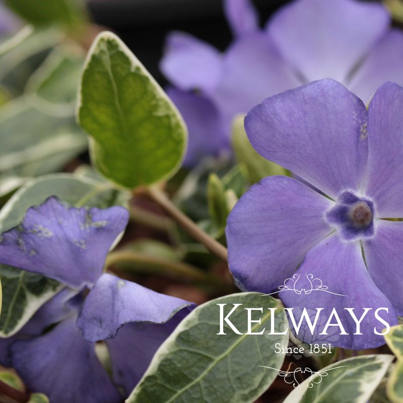 Vinca minor 'Ralph Shugert' (v)