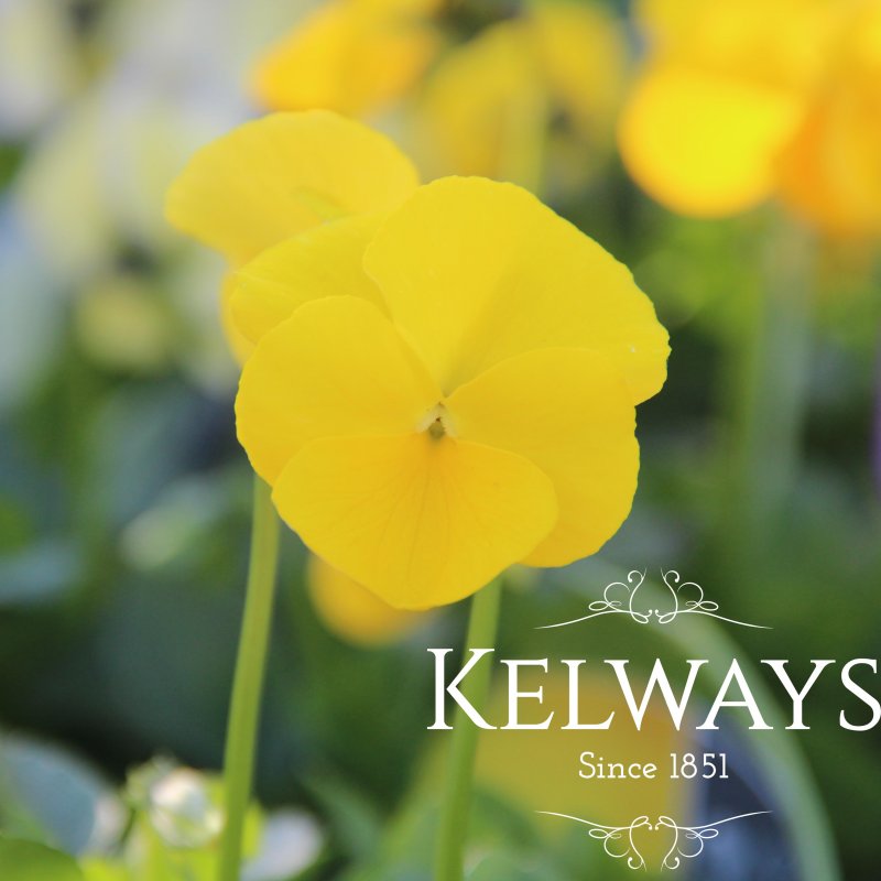 Viola 'Buttercup' (Vtta)