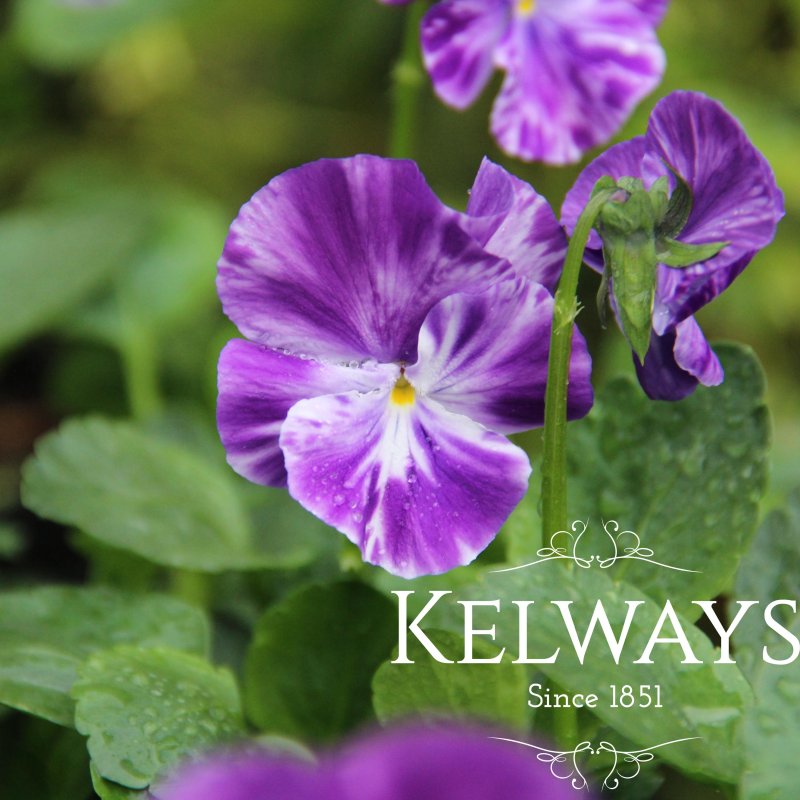 Viola 'Elaine Quin' (Va)