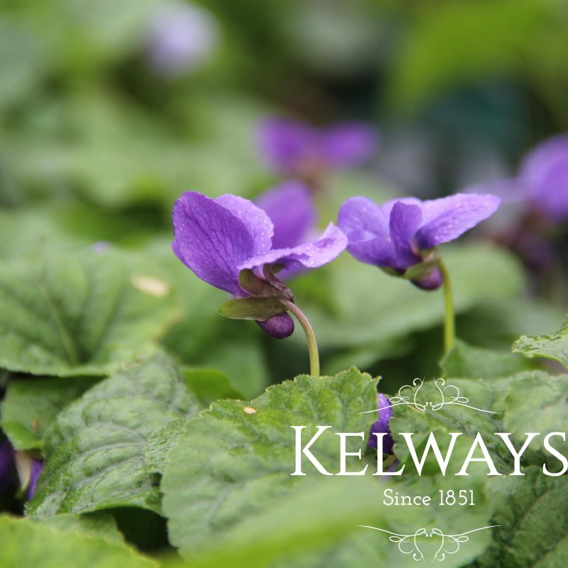 Viola 'Konigin Charlotte' (Vt)