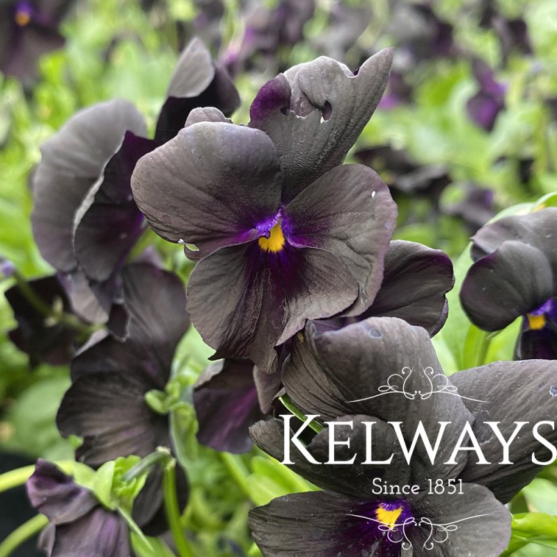 Viola 'Molly Sanderson' (Va)