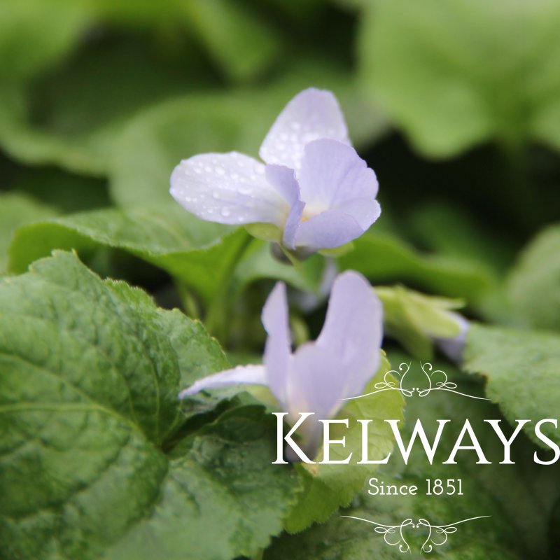 Viola 'Reine des Neiges' (Vt)