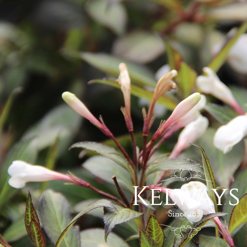 Weigela 'Black and White'