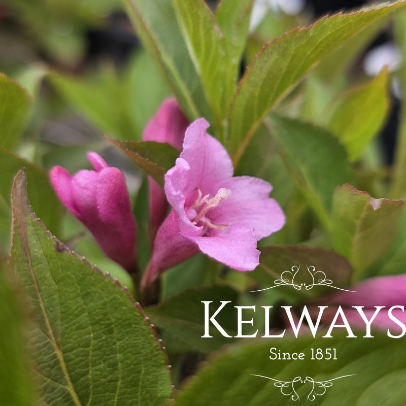 Weigela PINK POPPET ('Plangen' PBR) (3 litre pot)