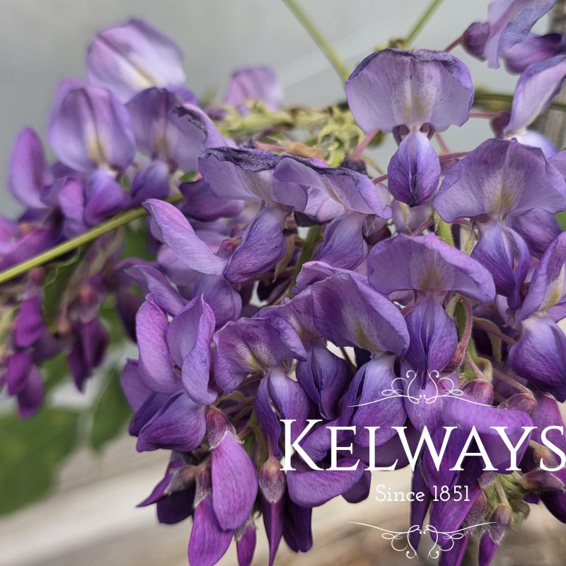 Wisteria sinensis
