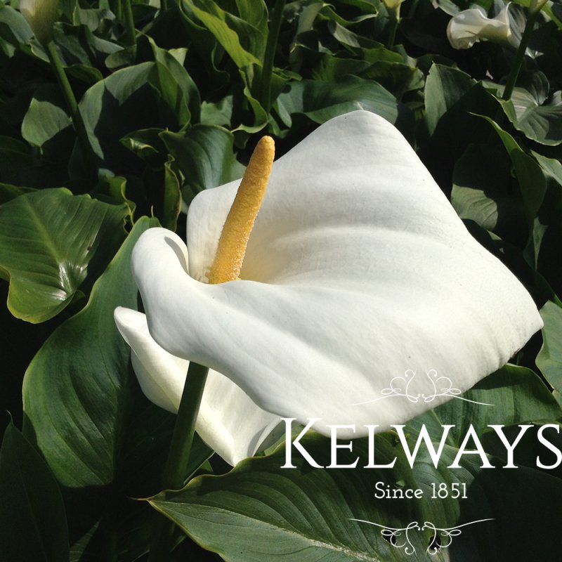 Zantedeschia aethiopica