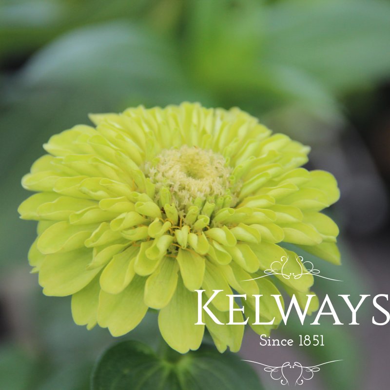 Zinnia elegans 'Green Envy' (d)