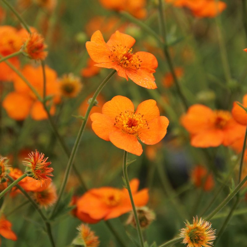 Geum 'Dolly North' (d)