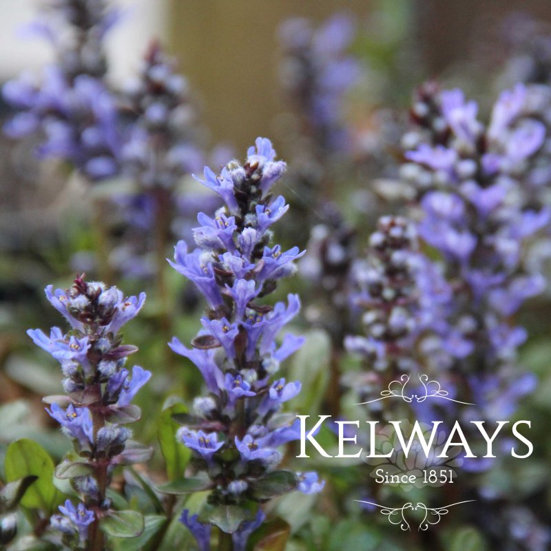 Ajuga reptans 'Chocolate Chip'