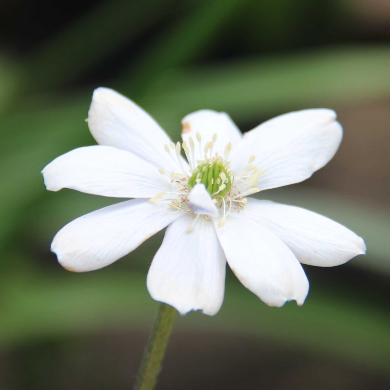 Anemone rupestris